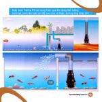 Sơ đồ minh họa cách đặt máy bơm Periha PG trong hồ cá Koi để tối ưu hiệu quả lọc và tạo dòng chảy.