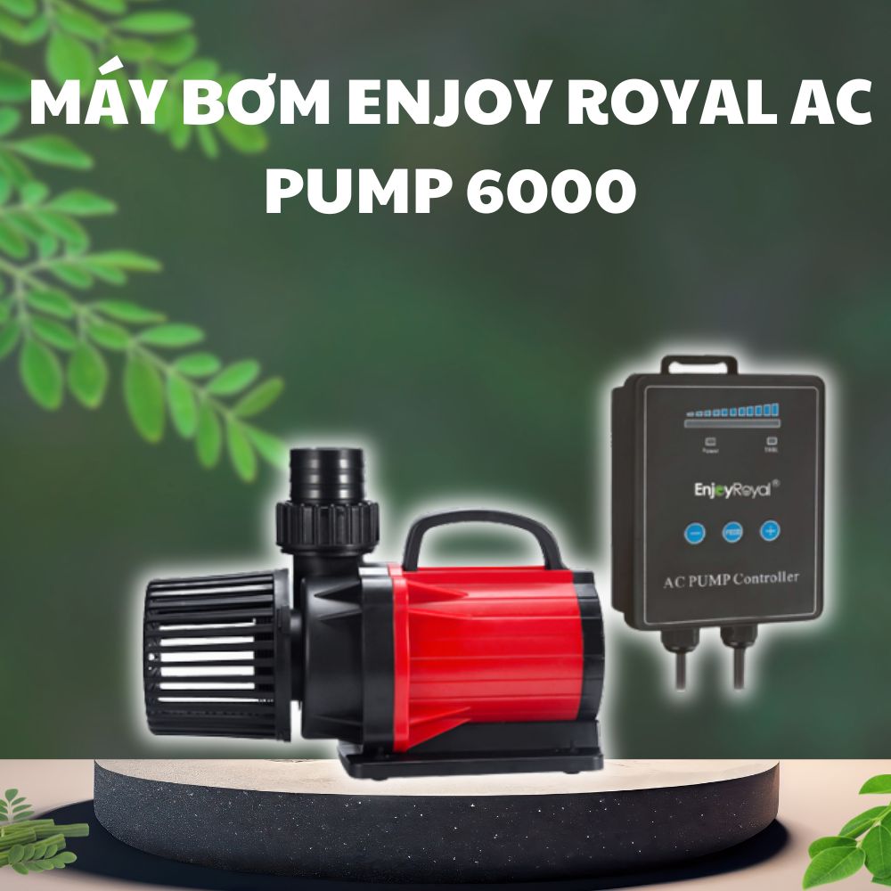 Máy bơm Enjoy Royal AC Pump 6000