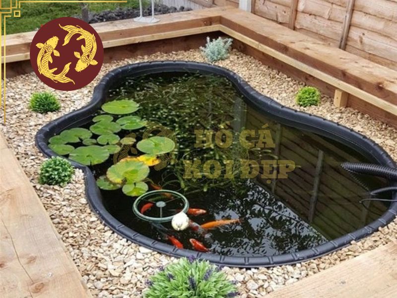 Có nên rải sỏi trong hồ cá Koi