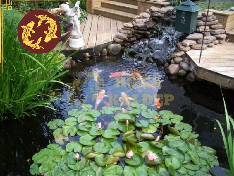 2 15 Ưu điểm của việc rải sỏi trong hồ cá Koi