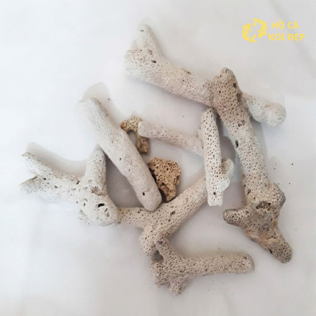 Mua ngay tại Hồ Cá Koi Đẹp