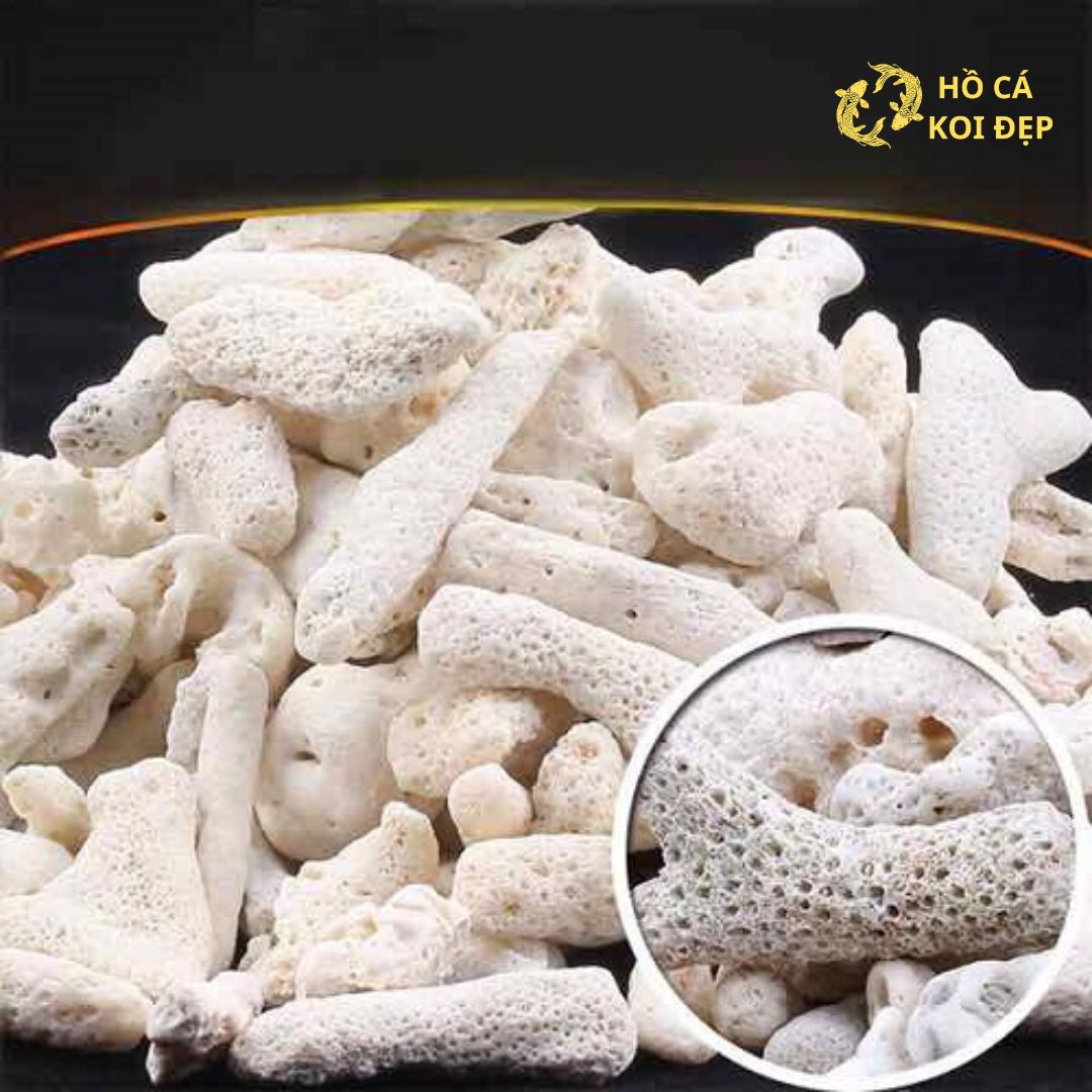 San hô có 4 loại đang rất được ưa chuộng