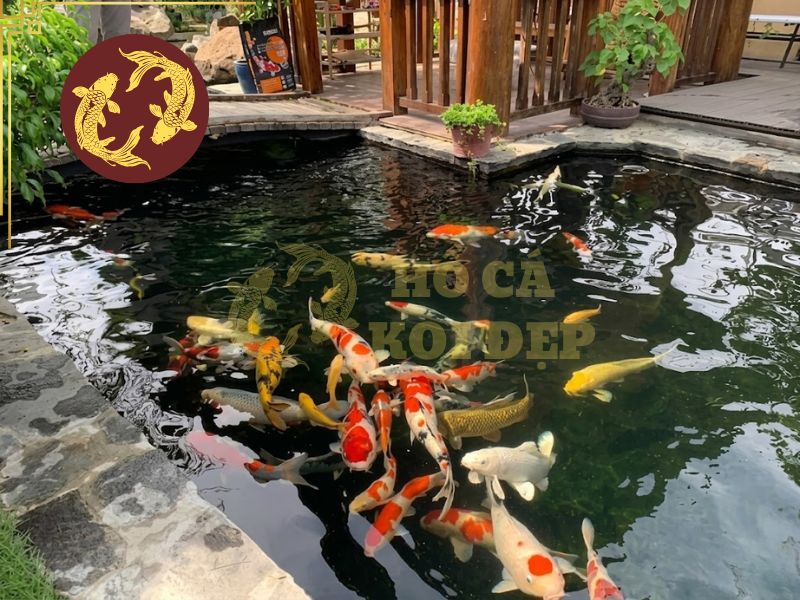 Hướng dẫn cách nuôi cá Koi cho người mới: Từ chọn cá đến vận hành hồ 1 Cá Koi Nhật Bản với màu sắc đặc trưng bơi trong hồ ngoài trời