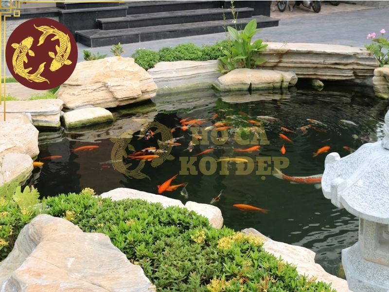Hướng dẫn cách nuôi cá Koi cho người mới: Từ chọn cá đến vận hành hồ 5 Chăm sóc cá Koi theo mùa để duy trì sức khỏe và màu sắc
