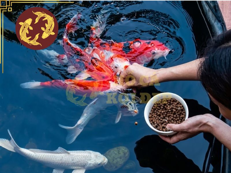 Hướng dẫn cách nuôi cá Koi cho người mới: Từ chọn cá đến vận hành hồ 7 Sai lầm thường gặp khi nuôi cá Koi khiến cá chậm phát triển