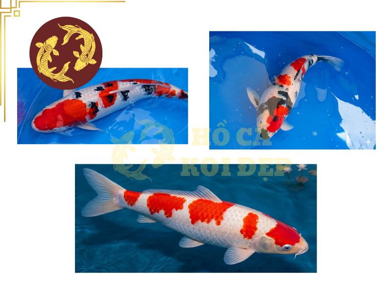 Hướng dẫn cách nuôi cá Koi cho người mới: Từ chọn cá đến vận hành hồ 8 Các giống cá Koi phổ biến như Kohaku, Sanke và Showa
