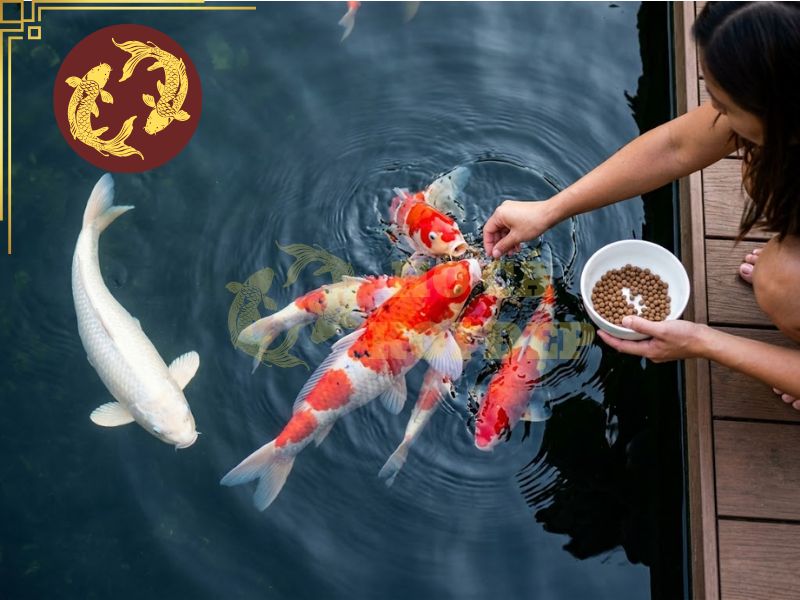 Cám Cá Koi NISHIKI GOI Siêu Tăng Trưởng 10kg Size L 9 Cám cá koi cần được cho ăn hợp lý