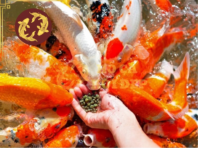 Cám Cá Koi NISHIKI GOI Siêu Tăng Trưởng 10kg Size L 1 Lựa chọn đúng loại cám giúp cá koi phát triển