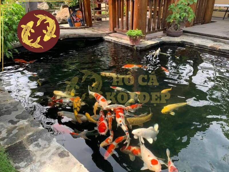 Hệ thống lọc hồ cá Koi từ A-Z: Nguyên lý, thiết kế và vận hành chuẩn 100 điểm 1 Hệ thống lọc hồ cá Koi giúp duy trì nước trong sạch và môi trường sống ổn định cho cá.
