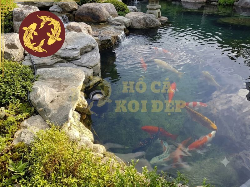 Hút Mặt Hồ Koi Pond Master D200; 18cm; 48mm 2 Hút mặt xử lý được chất bẩn bề mặt liên tục