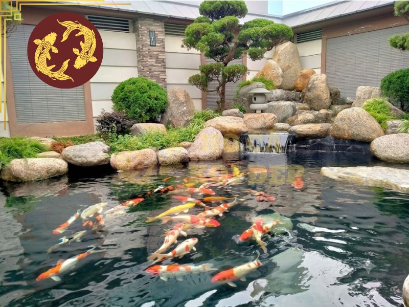 Máy bơm hồ Koi 4 khối: Công suất và lưu lượng cần thiết 1 Chọn đúng máy bơm giúp nâng cao chất lượng và sức khỏe cá