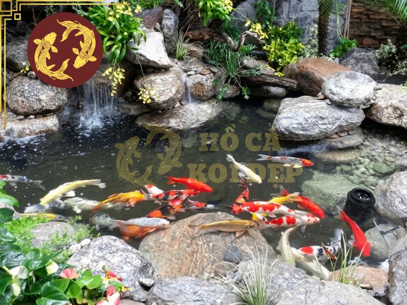 Máy Cho Cá Ăn Tự Động Sunsun Grech CFF206 5 Sử dụng máy cho cá ăn để nuôi cá thảnh thơi hơn