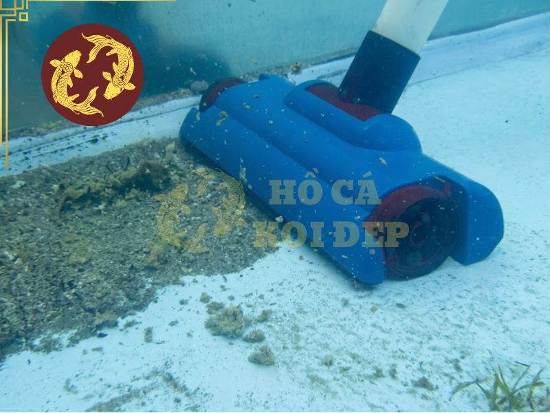 Nước hồ Koi bị đục: Nguyên nhân và cách xử lý 3 Vệ sinh định kỳ mặt hồ lẫn đáy hồ, hạn chế cặn bẩn