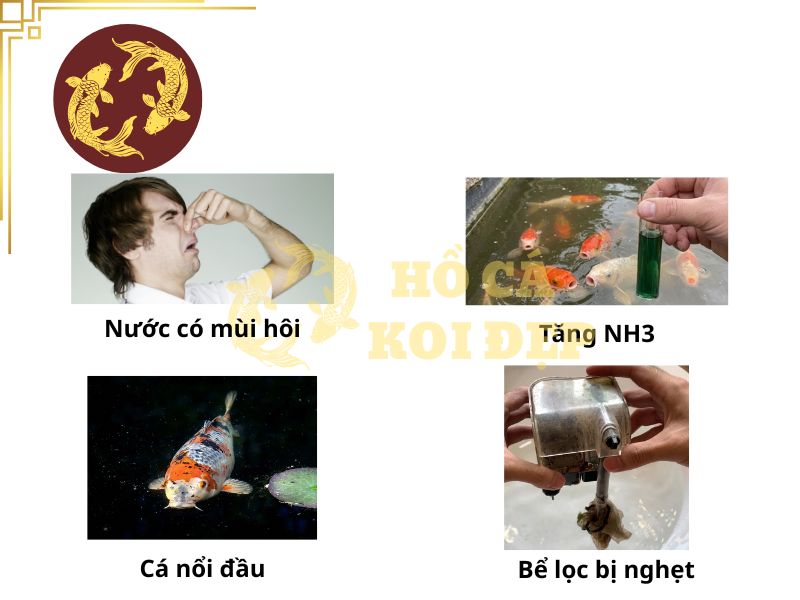 Đá Lông Vũ (Nham Thạch Trắng) (Bao 20kg) 11 Cần kiểm tra hệ thống và các vật liệu lọc ngay khi hồ có các dấu hiệu này