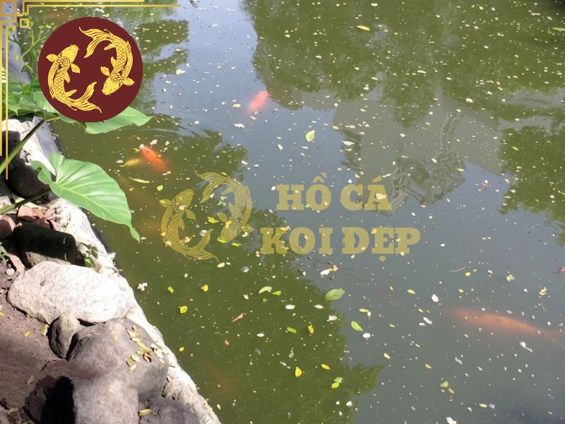 Đá Lông Vũ (Nham Thạch Trắng) (Bao 20kg) 12 Có nhiều nguyên nhân dẫn đến nước hồ bị đục