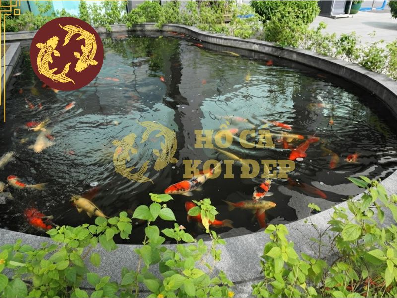 Amoniac hồ Koi (NH3): Tác hại và cách xử lý nhanh 3 Cần kiểm soát dinh dưỡng, môi trường nước, hệ thống lọc khi amoniac vượt ngưỡng