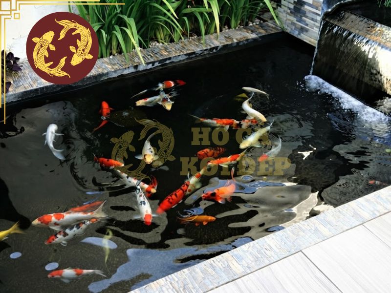 Amoniac hồ Koi (NH3): Tác hại và cách xử lý nhanh 4 Theo dõi chỉ số nước bằng các công cụ đo chuyên dụng