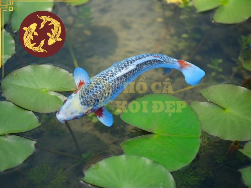 Cá koi Asagi – Vẻ đẹp truyền thống và tinh hoa lâu đời của Nhật Bản. 1 Asagi được xem như một trong những dòng tổ tiên của cá koi