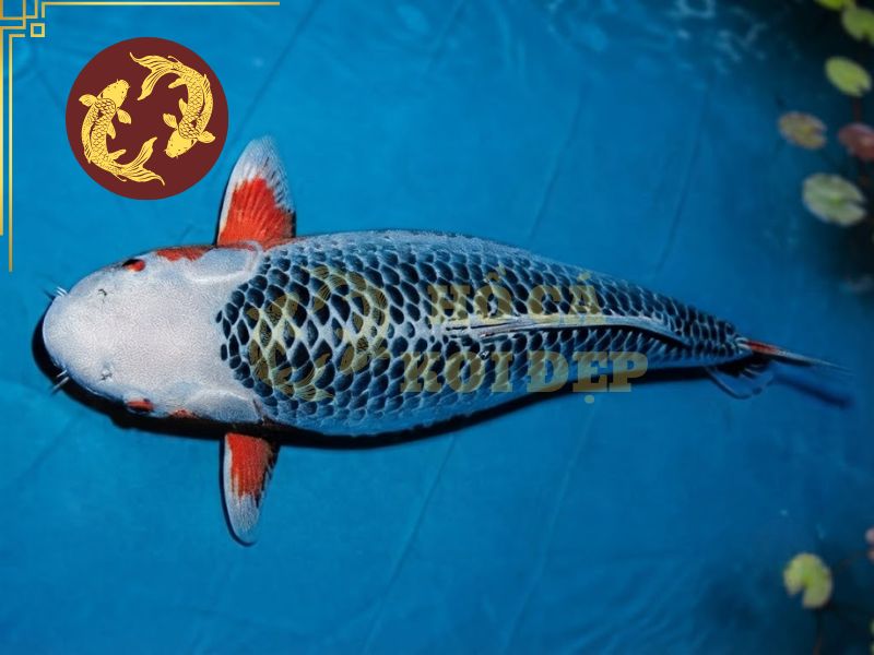 Cá koi Asagi – Vẻ đẹp truyền thống và tinh hoa lâu đời của Nhật Bản. 2 Asagi là tổng thể hài hòa giữa gam màu nóng và màu lạnh