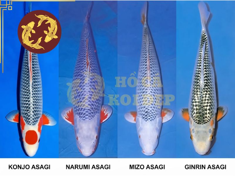 Cá koi Asagi – Vẻ đẹp truyền thống và tinh hoa lâu đời của Nhật Bản. 3 Các biến thể của cá koi Asagi