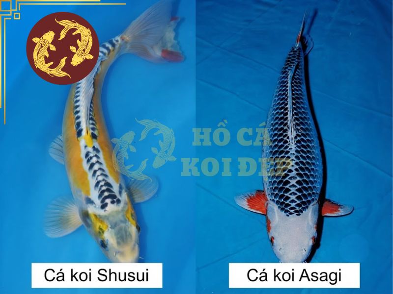 Cá koi Asagi – Vẻ đẹp truyền thống và tinh hoa lâu đời của Nhật Bản. 4 Lớp vảy tạo nên sự khác biệt giữa Shusui và Asagi