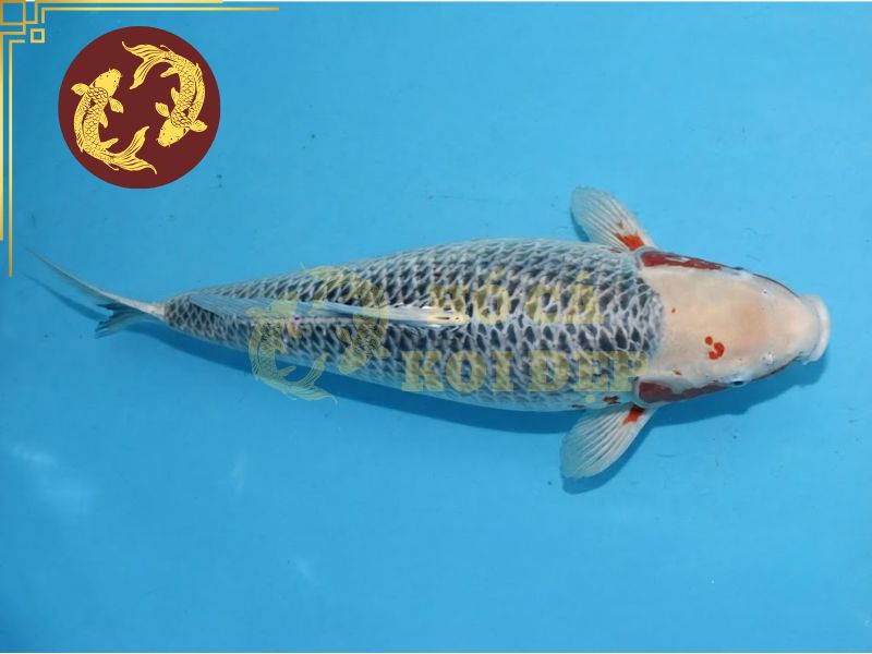 Cá koi Asagi – Vẻ đẹp truyền thống và tinh hoa lâu đời của Nhật Bản. 6 Cần chú ý đến yếu tố màu sắc và thân hình để lựa chọn cá koi Asagi đẹp