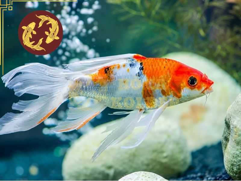 Cá koi bướm (Butterfly Koi) – Vẻ đẹp mềm mại giữa thế giới cá cảnh 1 Cá koi bướm xuất hiện vào cuối thế kỷ XX