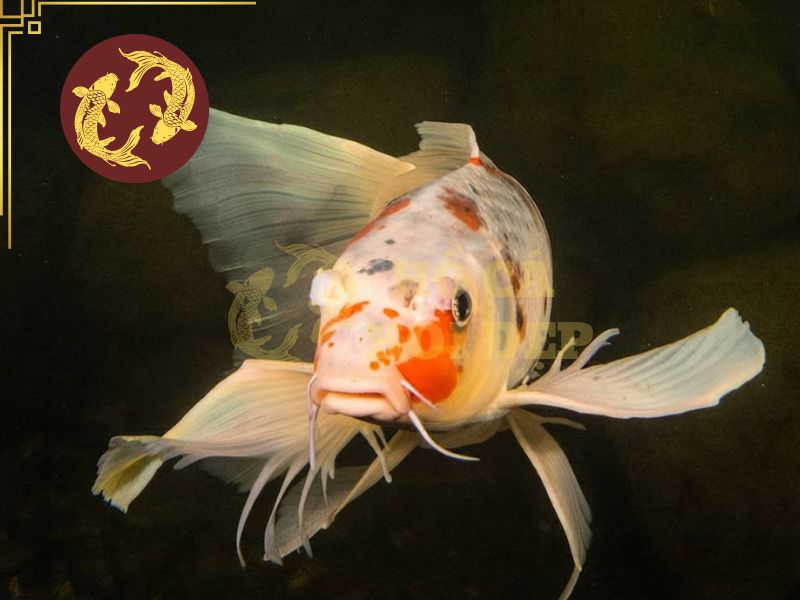 Cá koi bướm (Butterfly Koi) – Vẻ đẹp mềm mại giữa thế giới cá cảnh 2 Phần đuôi uyển chuyển tạo hiệu ứng thị giác đẹp mắt