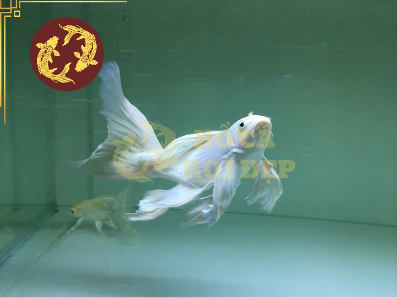 Cá koi bướm (Butterfly Koi) – Vẻ đẹp mềm mại giữa thế giới cá cảnh 3 Butterfly Koi là biểu trưng cho sự tự do, thanh lịch và thịnh vượng