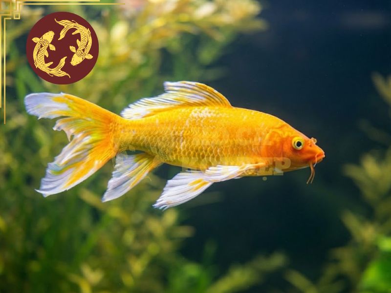 Cá koi bướm (Butterfly Koi) – Vẻ đẹp mềm mại giữa thế giới cá cảnh 4 Kiểm soát chất lượng nước để cá koi bướm luôn khỏe mạnh