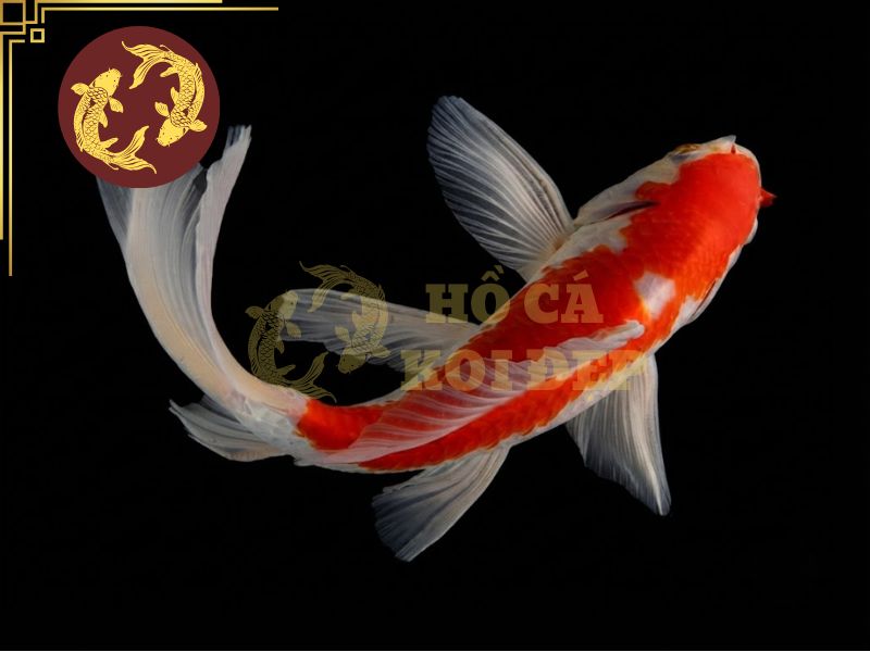 Cá koi bướm (Butterfly Koi) – Vẻ đẹp mềm mại giữa thế giới cá cảnh 5 Nếu bạn yêu thích sự uyển chuyển mềm mại, butterfly koi là lựa chọn hoàn hảo