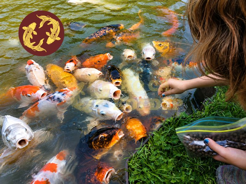 Cá koi ăn gì mau lớn? Hướng dẫn cho ăn đúng để cá tăng trưởng nhanh 1 Cá koi ăn gì mau lớn còn phụ thuộc vào chế độ dinh dưỡng bên cạnh giống