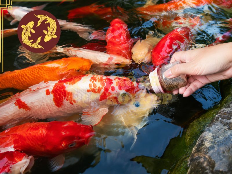 Cá koi ăn gì mau lớn? Hướng dẫn cho ăn đúng để cá tăng trưởng nhanh 2 Các thành phần như protein, vitamin, chất béo góp phần rất lớn vào khả năng tăng trưởng của cá koi