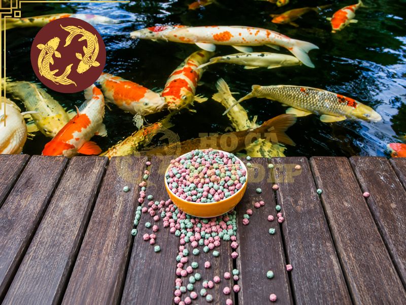 Cá koi ăn gì mau lớn? Hướng dẫn cho ăn đúng để cá tăng trưởng nhanh 3 Thức ăn viên dạng cám nhỏ gọn, tiết kiệm, hàm lượng protein từ 35-45%