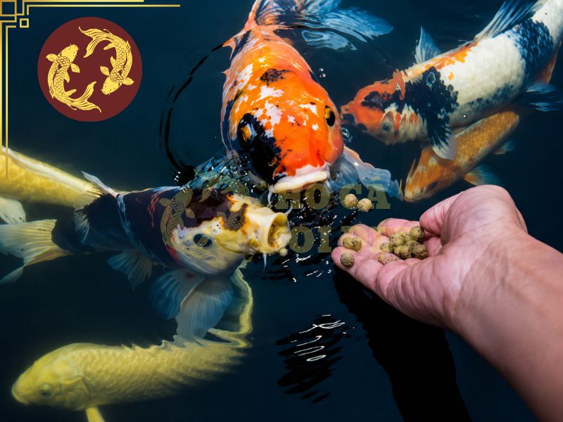 Cá koi ăn gì mau lớn? Hướng dẫn cho ăn đúng để cá tăng trưởng nhanh 4 Tùy thuộc vào tình trạng cá để lựa chọn kích cỡ thức ăn phù hợp