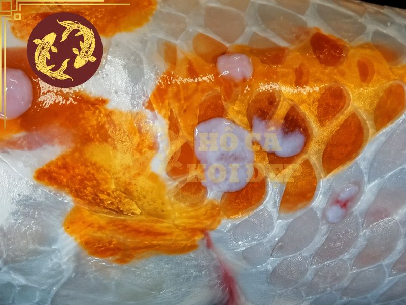 Cá koi bị đỏ mình: Nguyên nhân, dấu hiệu và cách điều trị hiệu quả 5 Bệnh tình sẽ tiến triển thông qua các giai đoạn