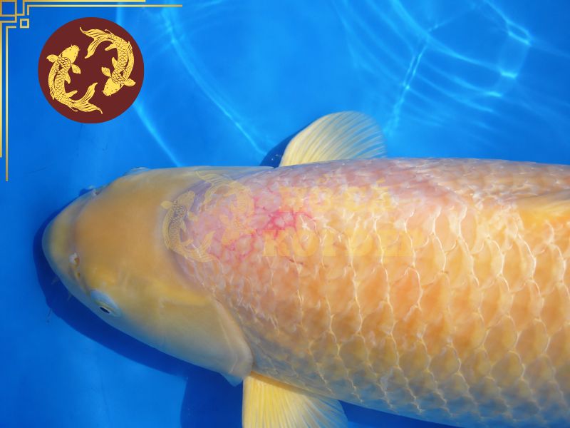 Cá koi bị đỏ mình: Nguyên nhân, dấu hiệu và cách điều trị hiệu quả 6 Cách ly để hạn chế mầm bệnh và có thể theo dõi các cá thể riêng biệt