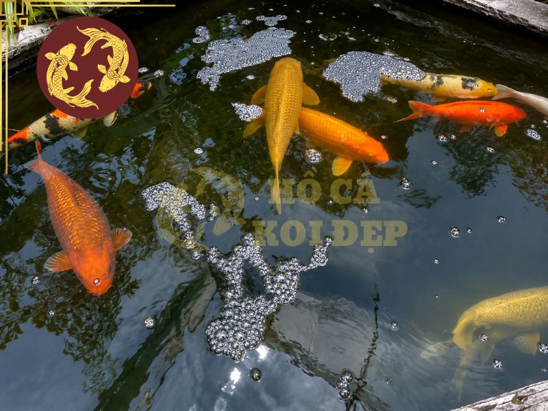 Cá koi bị đỏ mình: Nguyên nhân, dấu hiệu và cách điều trị hiệu quả 3 Chất lượng nước suy giảm, da cá dễ bị kích ứng