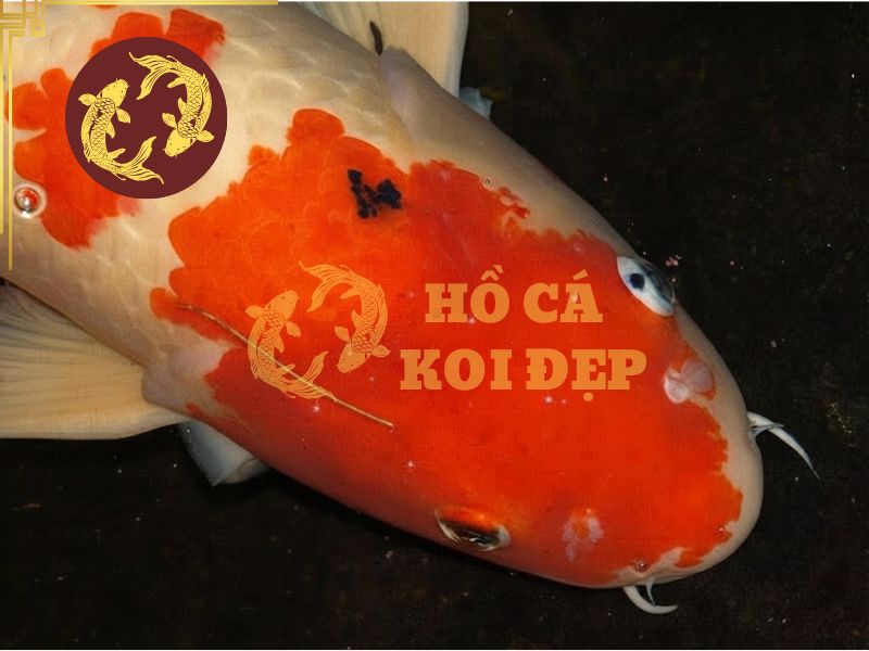 Cá Koi bị đốm trắng (Ichthyophthirius): Dấu hiệu và cách chữa 1 Đốm trắng xuất hiện li ti trên thân cá koi
