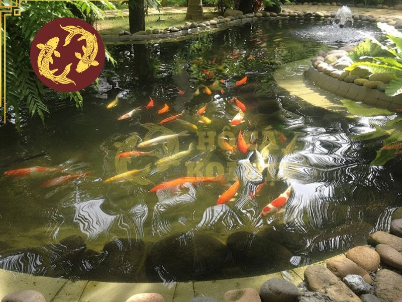Cá Koi bị đốm trắng (Ichthyophthirius): Dấu hiệu và cách chữa 2 Các tác nhân từ môi trường nước dễ khiến cá mắc bệnh