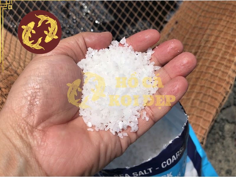 Cá Koi bị đốm trắng (Ichthyophthirius): Dấu hiệu và cách chữa 3 Cần cân đối lượng muối khi điều trị bệnh đốm trắng cho cá koi