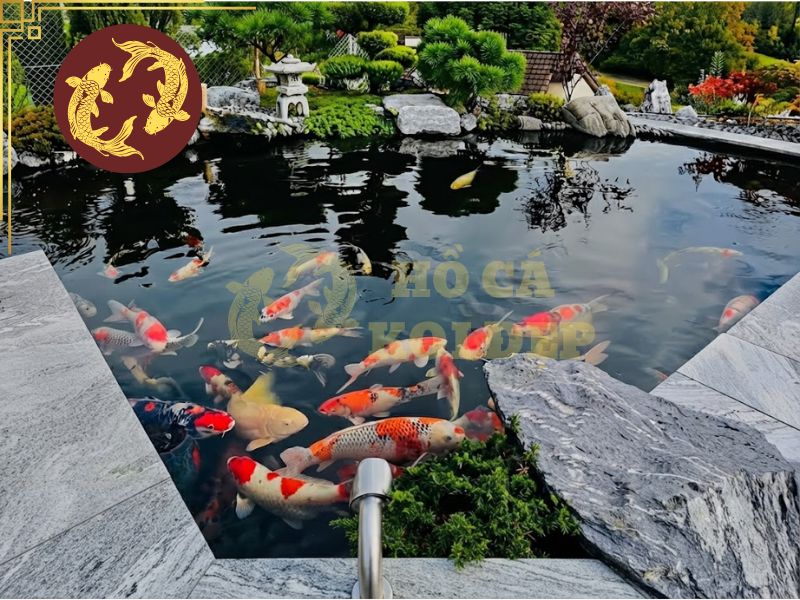 Cá Koi bị đốm trắng (Ichthyophthirius): Dấu hiệu và cách chữa 4 Môi trường nước thuận lợi giúp cá giảm nguy cơ mắc Ich