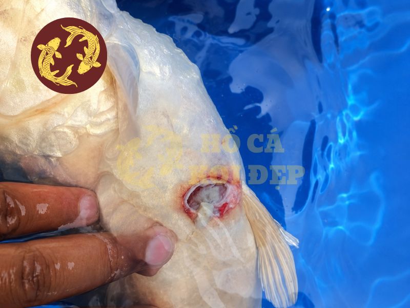 Cá Koi Bị Lở Loét: Nguyên Nhân Thường Gặp Và Cách Phòng Bệnh 1 Cá koi bị lở loét là một trong những bệnh nguy hiểm nhất