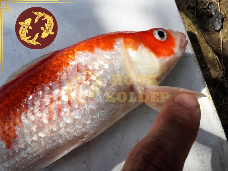 Cá Koi Bị Lở Loét: Nguyên Nhân Thường Gặp Và Cách Phòng Bệnh 4 Các vấn đề ngoài da không được xử lý triệt để cũng gây cơ khiến cá koi bị lở loét