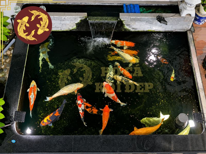 Cá Koi Bị Lở Loét: Nguyên Nhân Thường Gặp Và Cách Phòng Bệnh 5 Nuôi cá koi với mật độ hợp giúp giảm thiểu nguy cơ lây lan bệnh