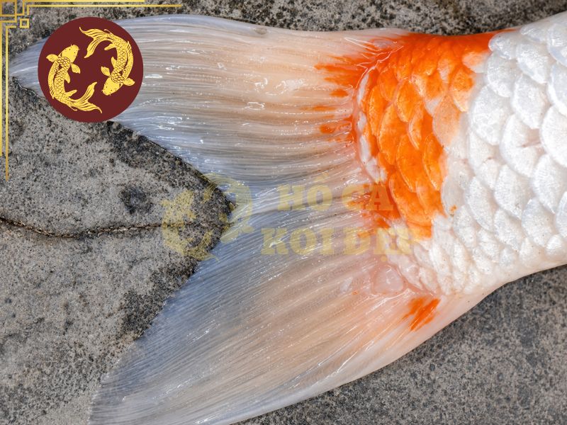 Cá Koi Bị Nấm Trắng: Nguyên Nhân, Dấu Hiệu Và Cách Điều Trị Hiệu Quả 5 Bênh cạnh thuốc, cần phải kiểm soát chất lượng nguồn nước để điều trị dứt điểm