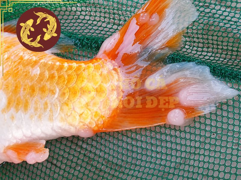 Cá Koi Bị Nấm Trắng: Nguyên Nhân, Dấu Hiệu Và Cách Điều Trị Hiệu Quả 6 Kiểm soát mật độ nuôi cá để tránh hồ quá tải và lây nhiễm bệnh