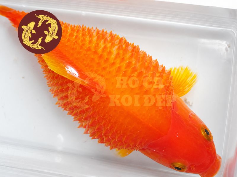 Cá Koi Bị Xù Vảy: Nguyên Nhân, Dấu Hiệu Và Cách Điều Trị Hiệu Quả 1 Cá koi bị xù vảy - dropsy là một trong những bệnh nguy hiểm cần được theo dõi và điều trị sớm