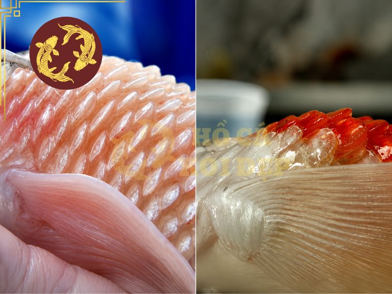 Cá Koi Bị Xù Vảy: Nguyên Nhân, Dấu Hiệu Và Cách Điều Trị Hiệu Quả 2 Cá koi xù dựng vảy là dấu hiệu cho thấy các cơ quan nội tạng như thận hoặc gan đang gặp vấn đề