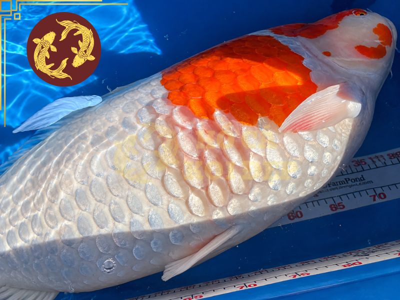 Cá Koi Bị Xù Vảy: Nguyên Nhân, Dấu Hiệu Và Cách Điều Trị Hiệu Quả 4 Khi bệnh tiến triển, phần bụng cá bắt đầu phình to và các vảy dựng lên rõ rệt